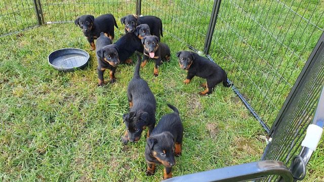 Chiot Berger de Beauce Thomas Weibel