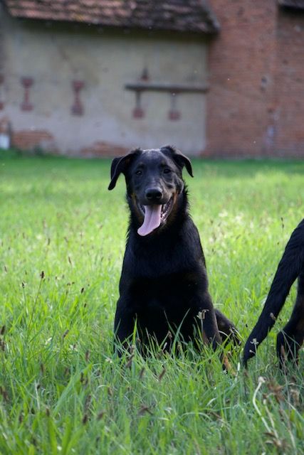 Thomas Weibel - Chiots disponibles - Berger de Beauce